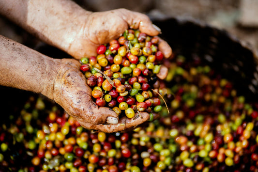 Do high quality beans matter?